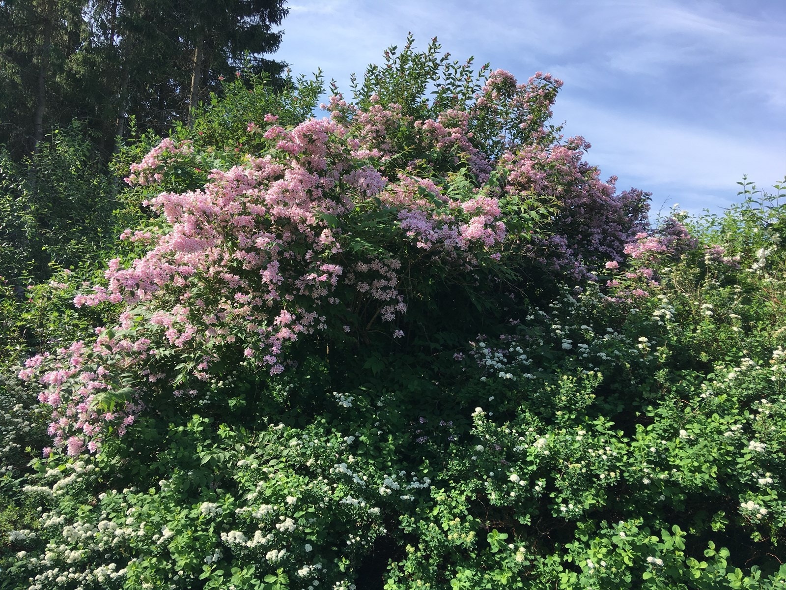 Beplantningen mot syd i sommerskrud. Foto: selger. Galleribilde
