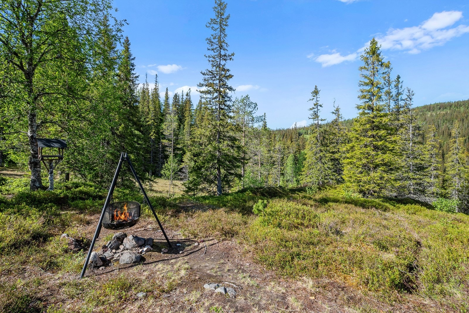 Naturtomt på over 1 mål . Galleribilde
