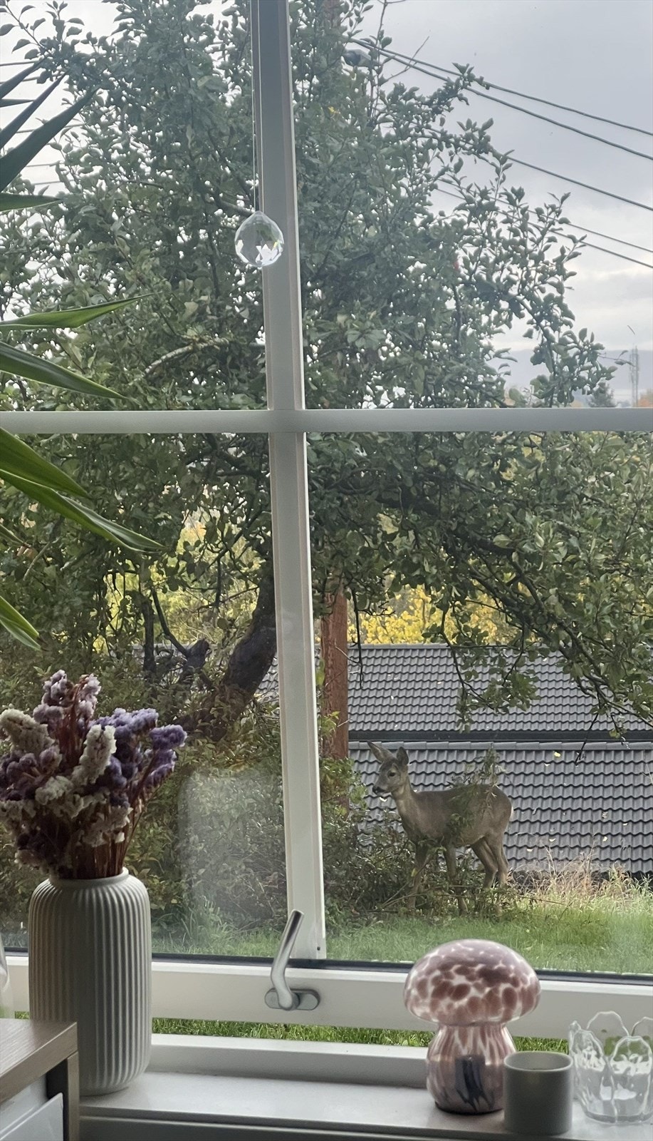 Selgers eget bilde. Titt og ofte kan rådyr observeres! Galleribilde