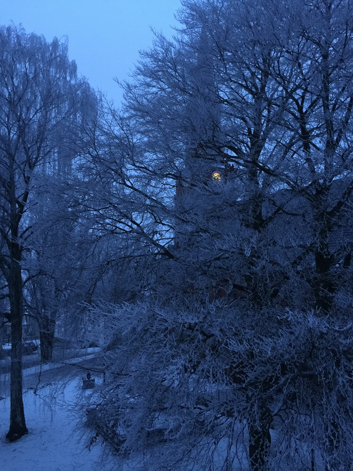Vinterstemning i parken. Galleribilde