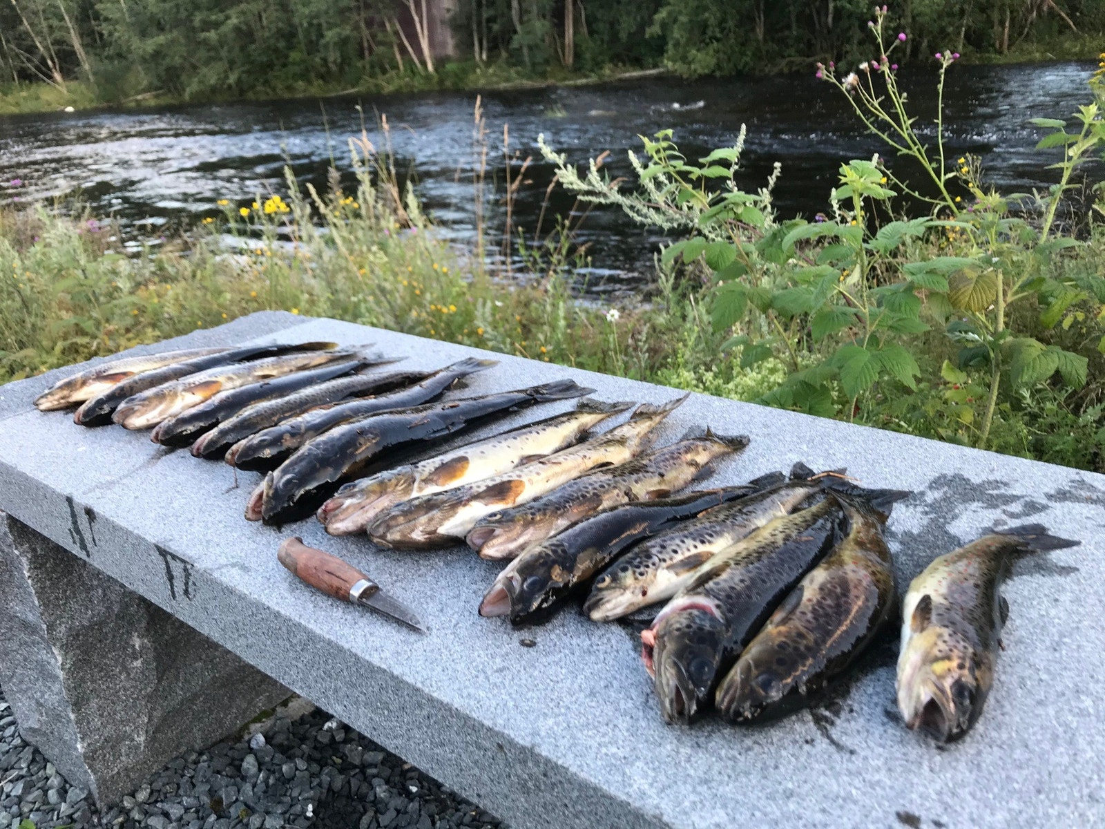 God fiske i Flåvatn (eiers egen fangst) Galleribilde