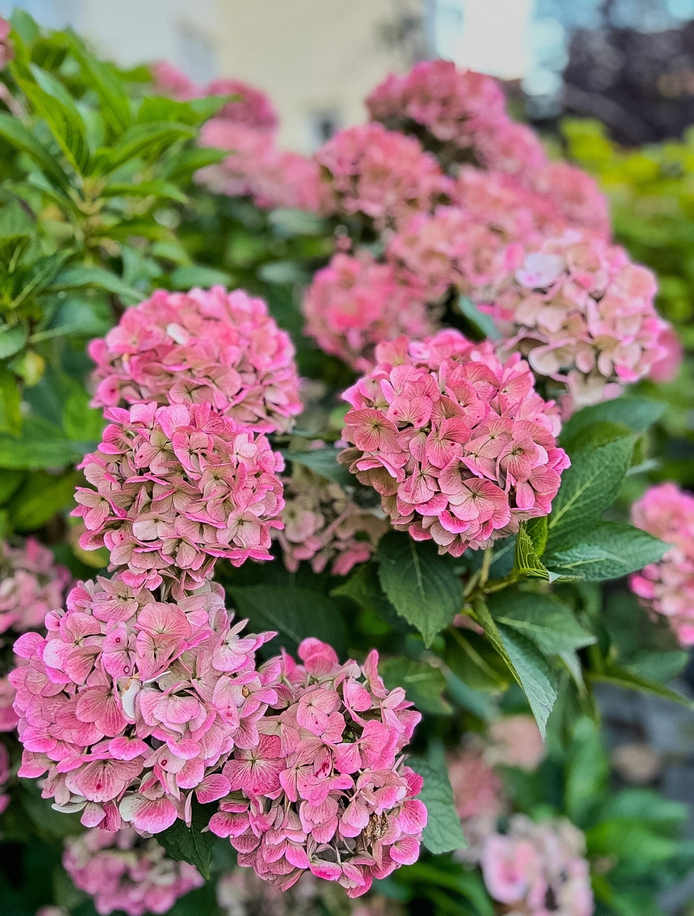 Det er få planter med en så overdådig blomsterpakt som en Hortensia i full blomst. Galleribilde