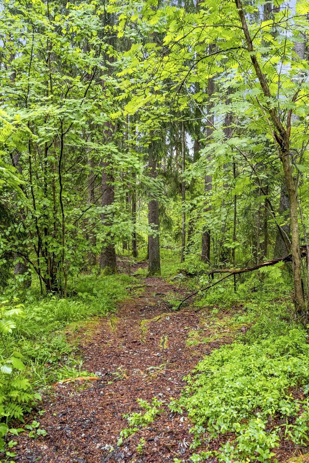 Eiendommen har umiddelbar nærhet til skog og mark med fine turmuligheter. Galleribilde
