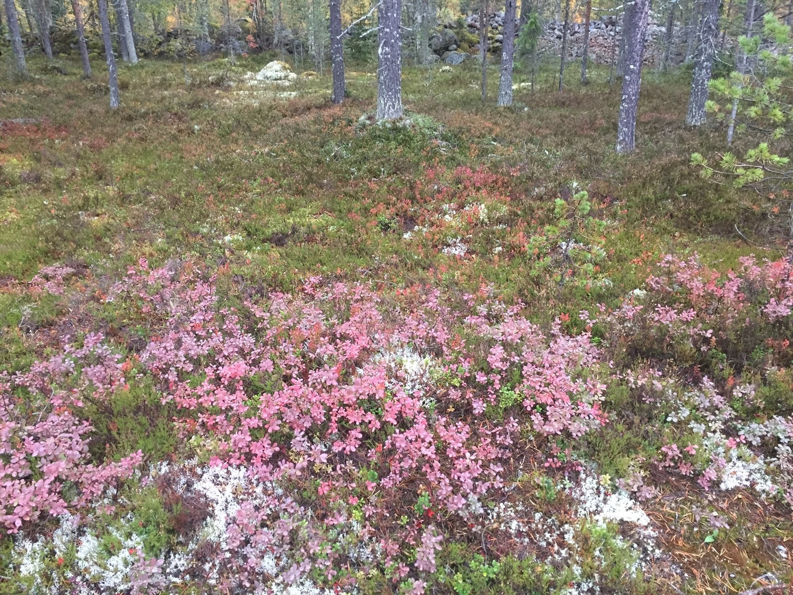 I nærområdet. Privat bilde Galleribilde