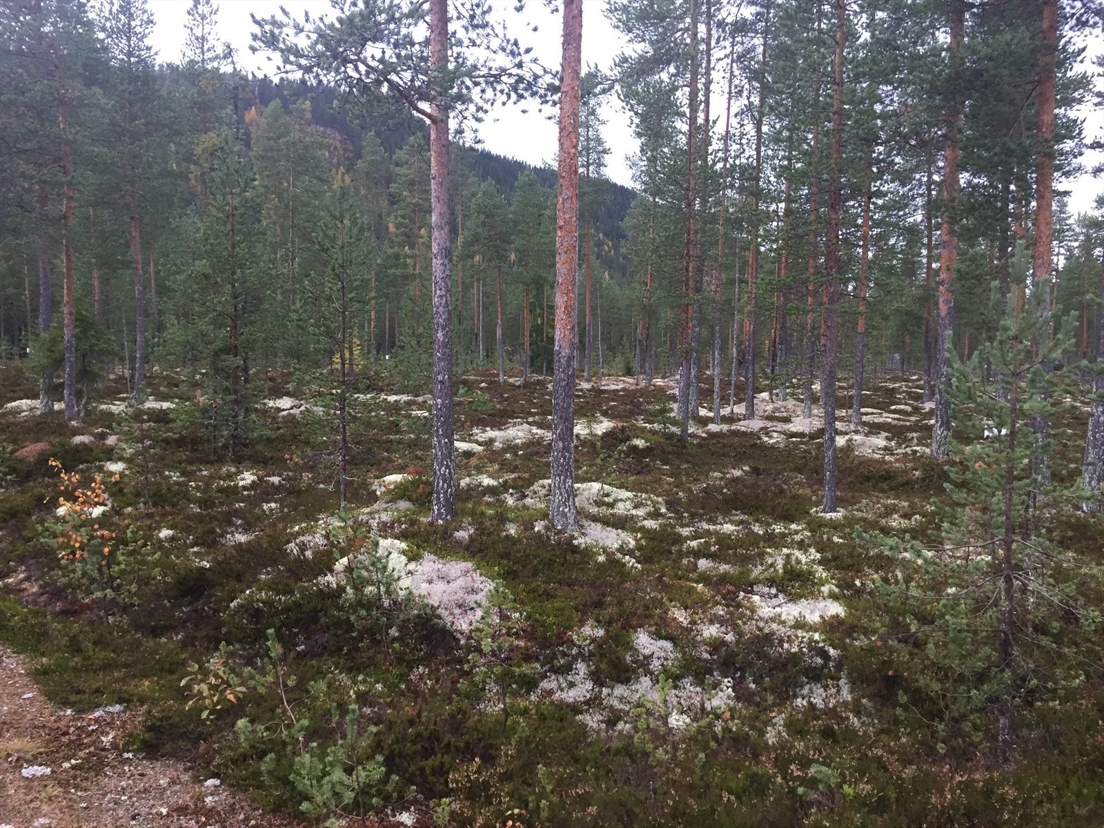 I nærområdet. Privat bilde Galleribilde