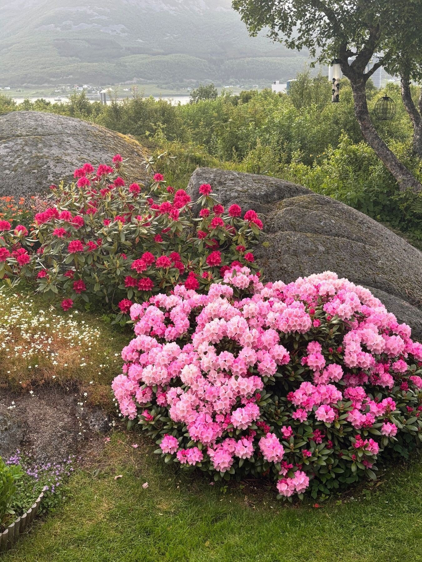 Vakker beplantning gir farge og liv til hagen gjennom sesongen. Galleribilde