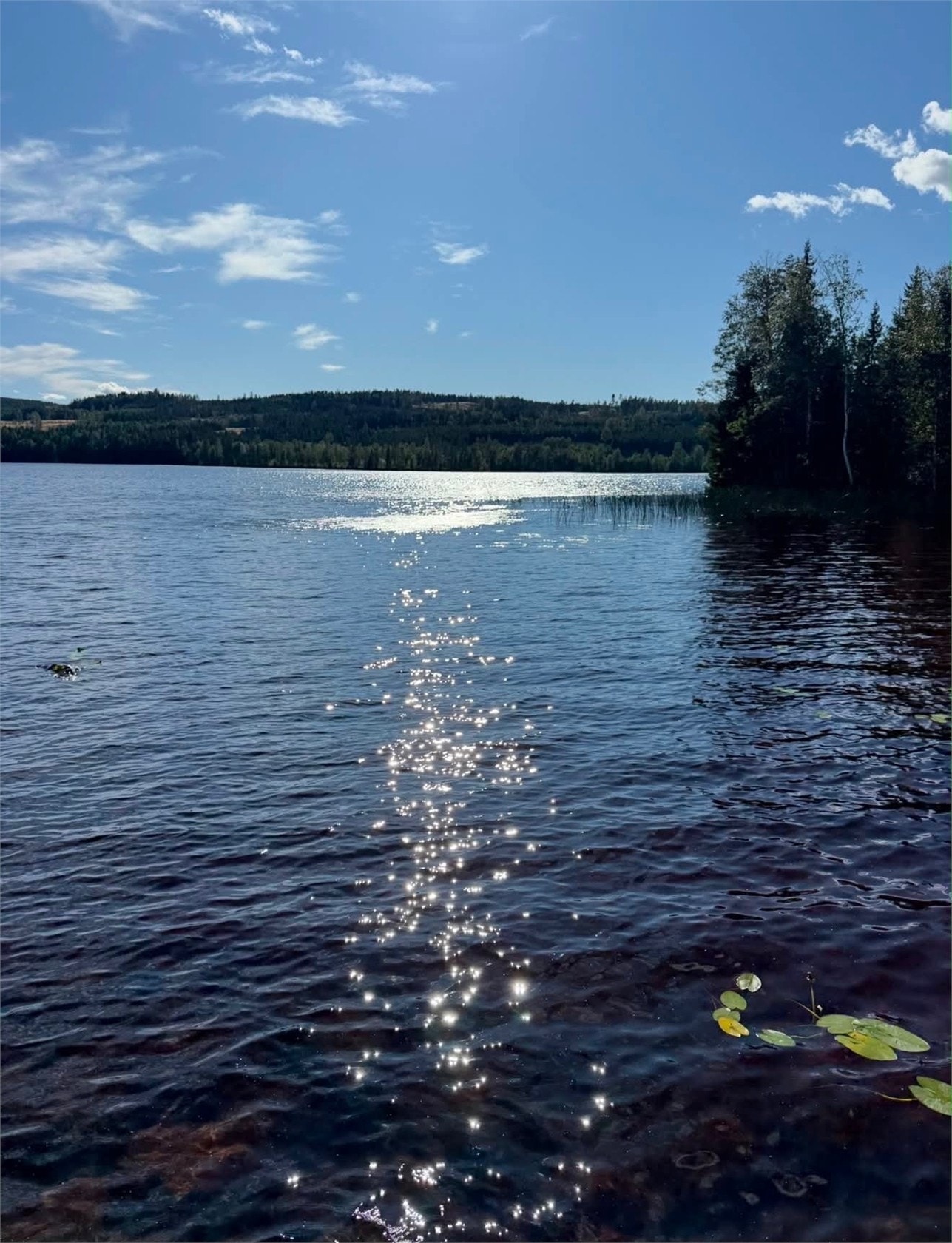 Säljarens bilder Galleribilde