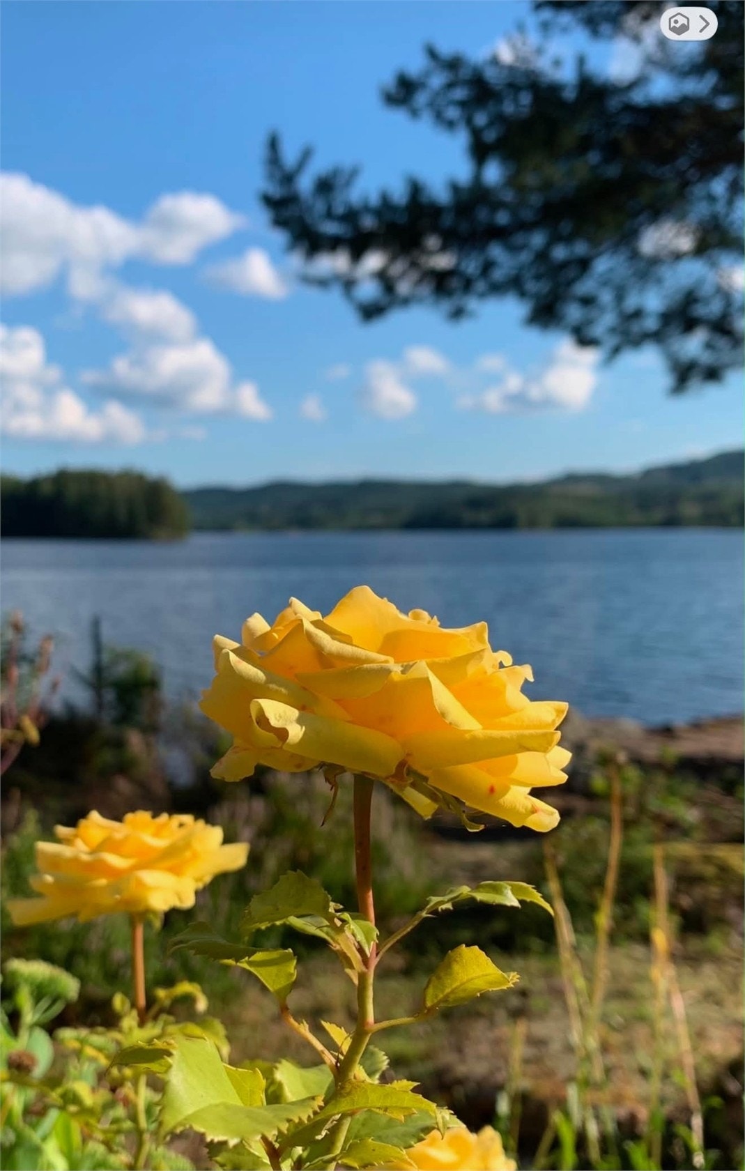 Säljarens bilder Galleribilde