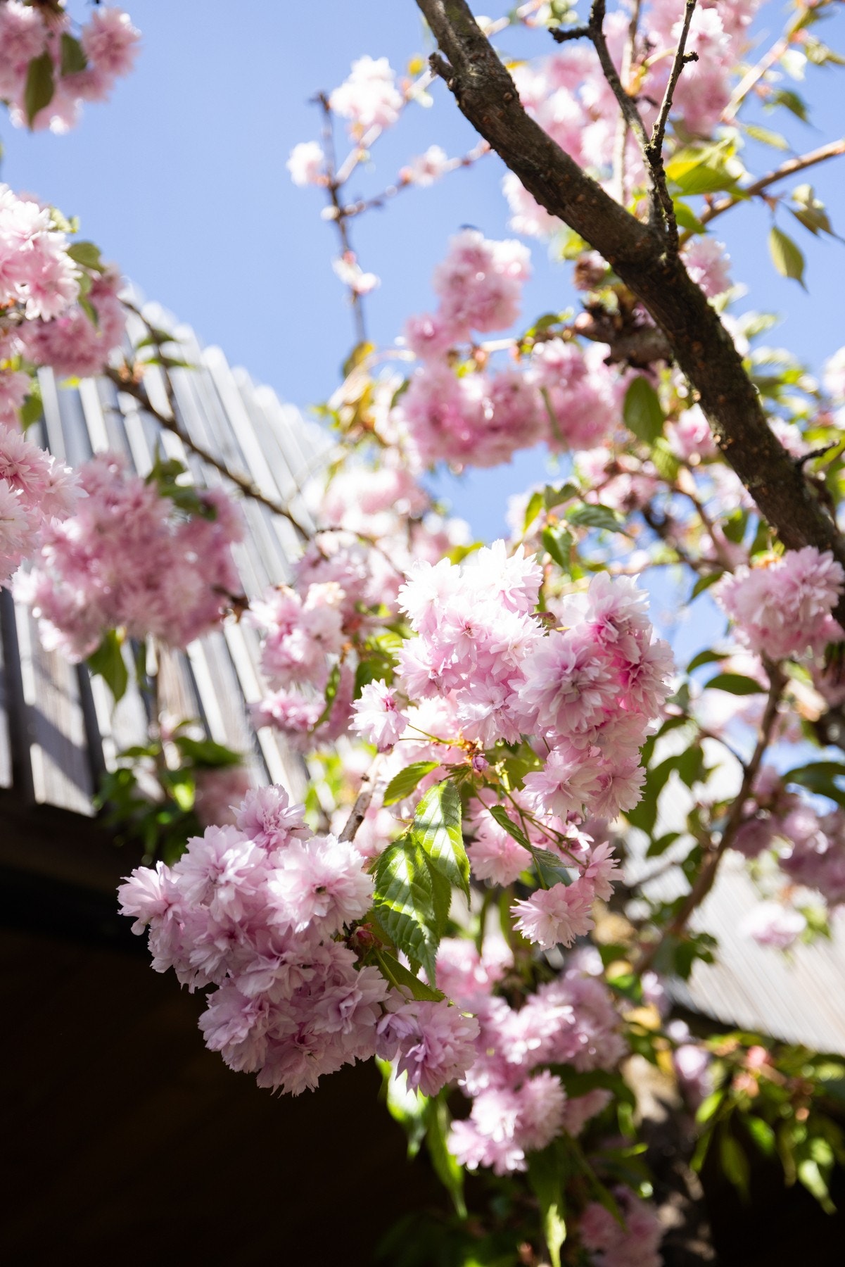 Kirsebærtreet blomstrer i april/mai og er et vidunderlig skue. Galleribilde