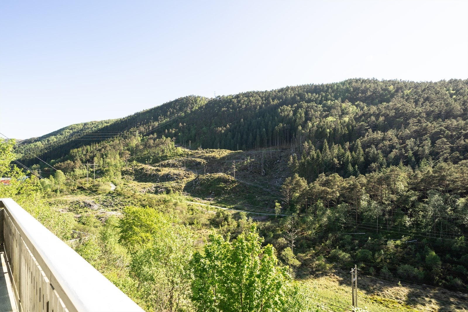 - Nydelig utsikt mot den idylliske skogen - Galleribilde
