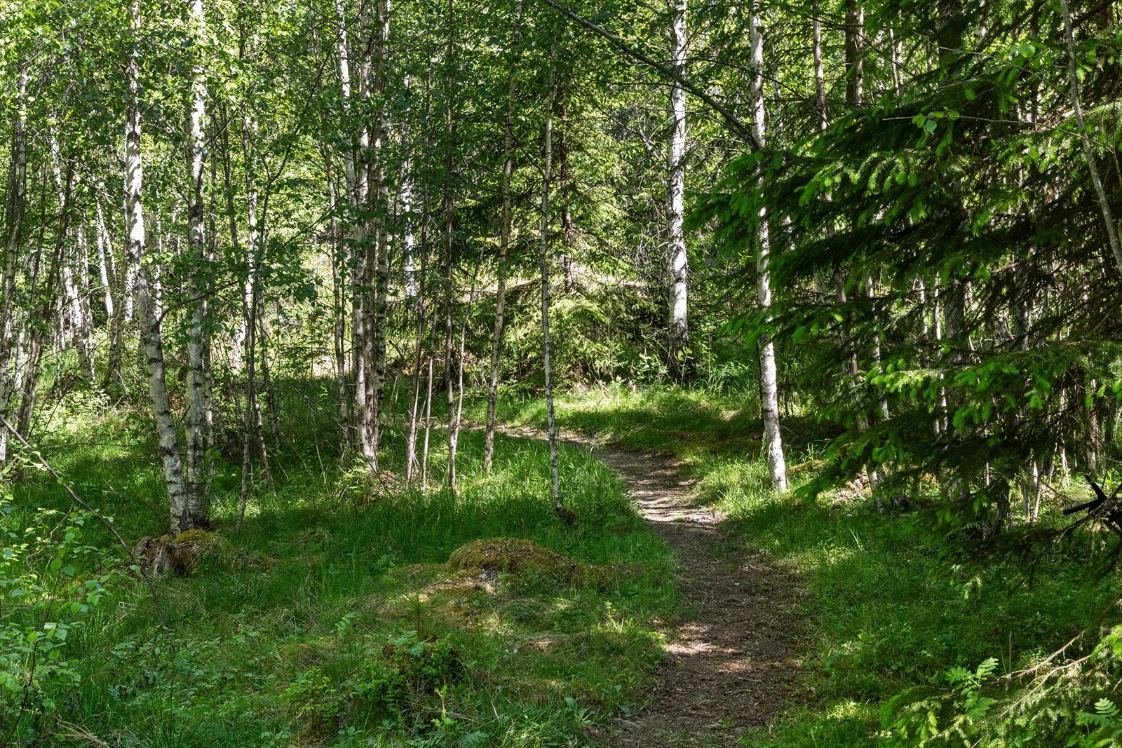 Fine turstier i umiddelbar nærhet. Galleribilde