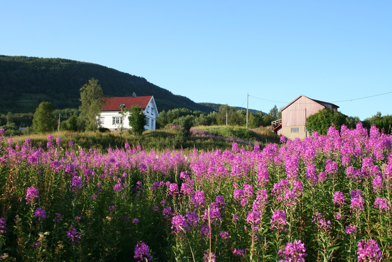 Selgers eget bilde Galleribilde