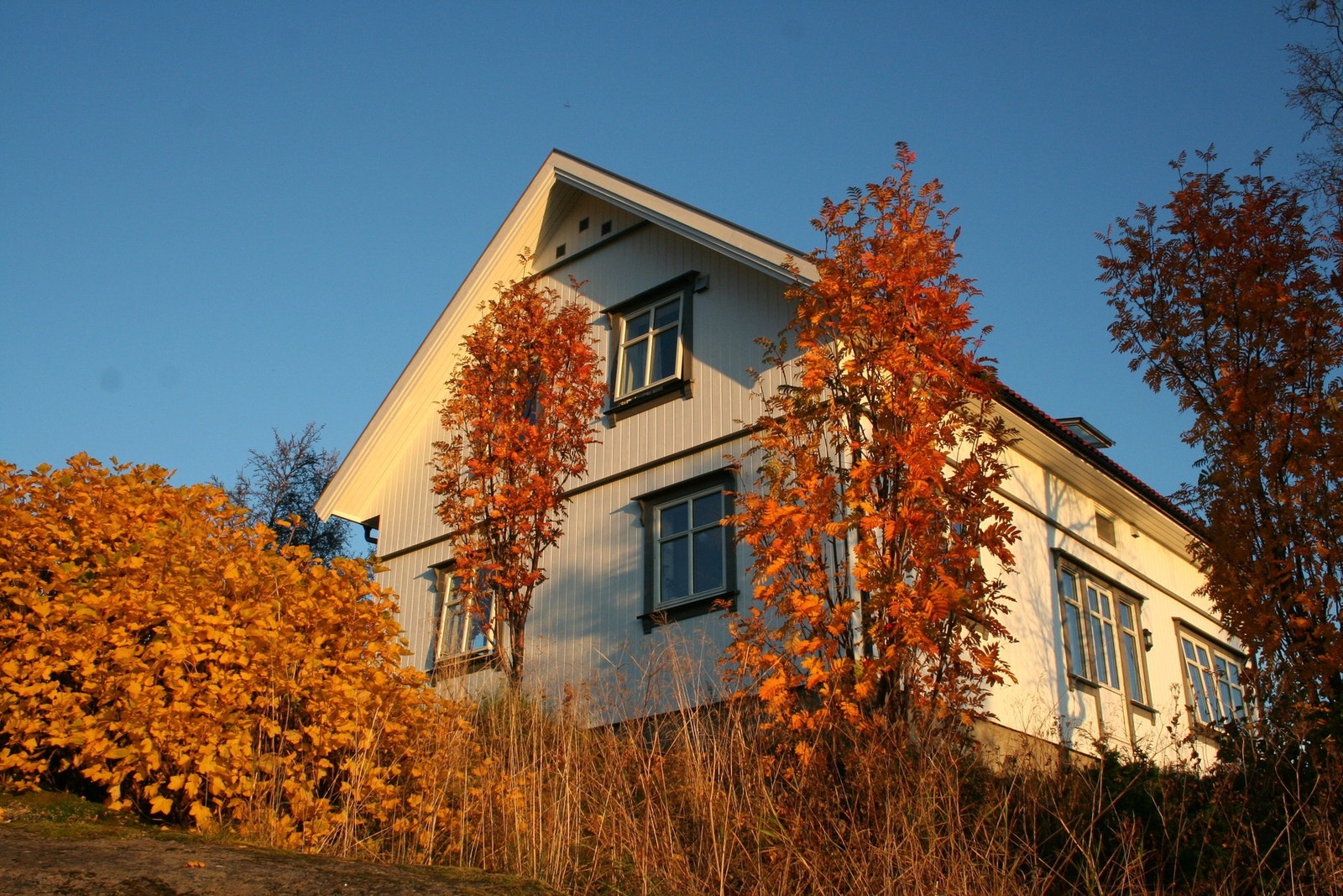 Selgers eget bilde Galleribilde
