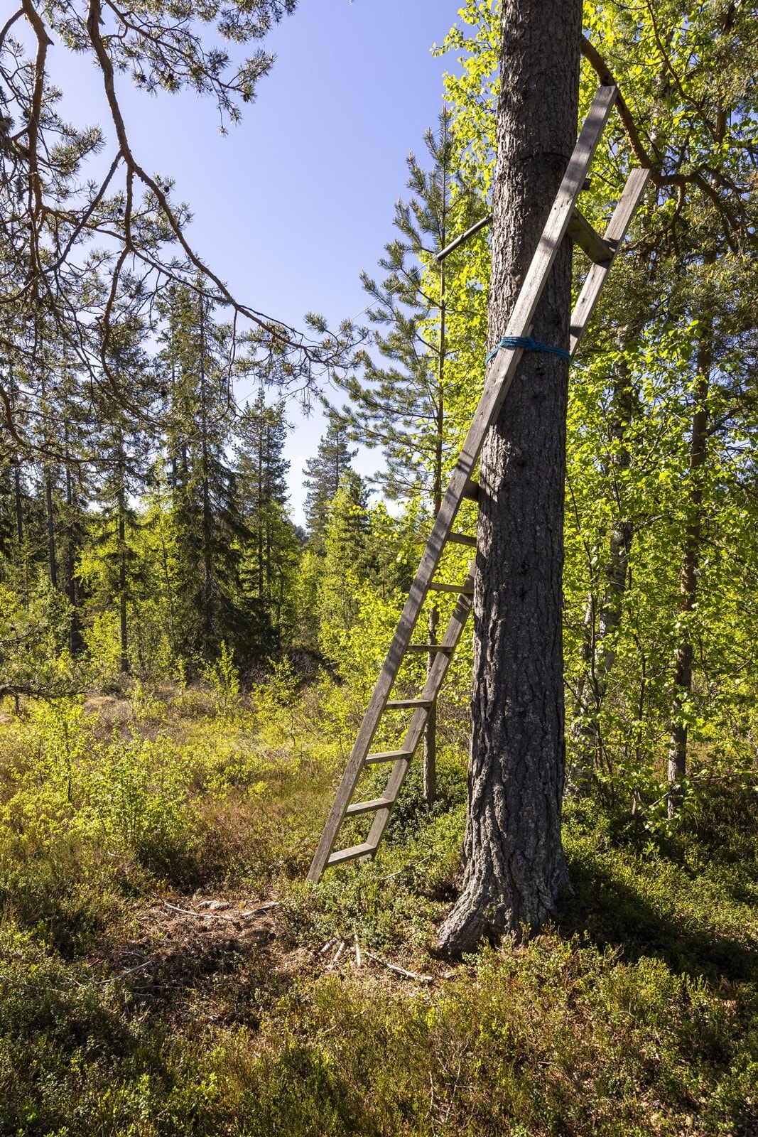 Tomten er en naturtomt som glir sømløst over i det omkringliggende terrenget. Galleribilde