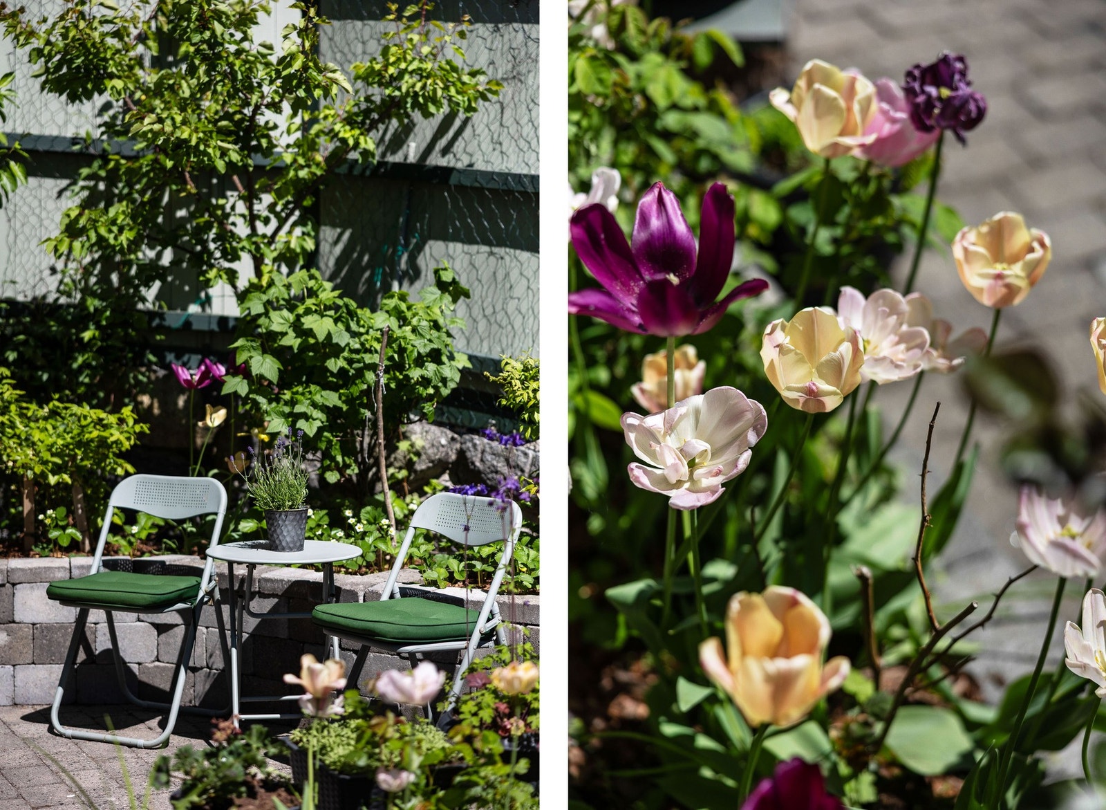 Det er flere fine planter, busker og trær i blomsterbedet. Galleribilde