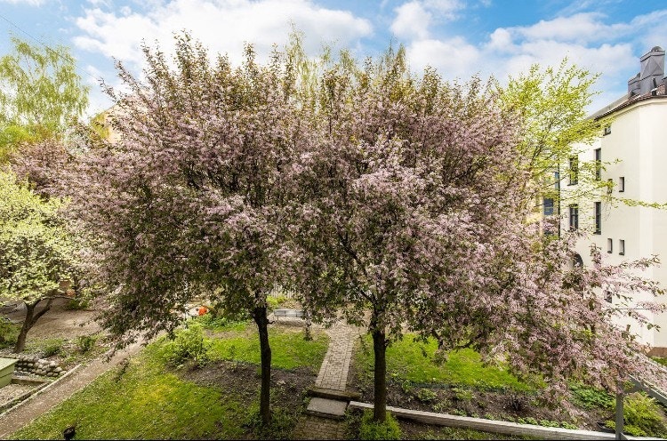 Selgers bilde av blomstringen rett utenfor balkongen. Galleribilde