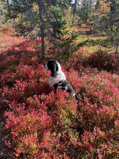 Budor passer for både to- og firbeinte! Selgers private bilde. Galleribilde