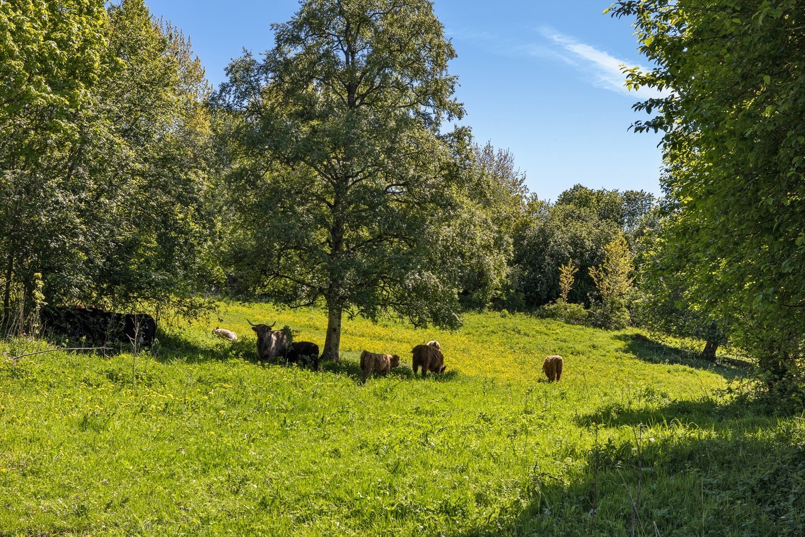 Firebeinte gressklippere - både hyggelig og ikke minst praktisk. Galleribilde