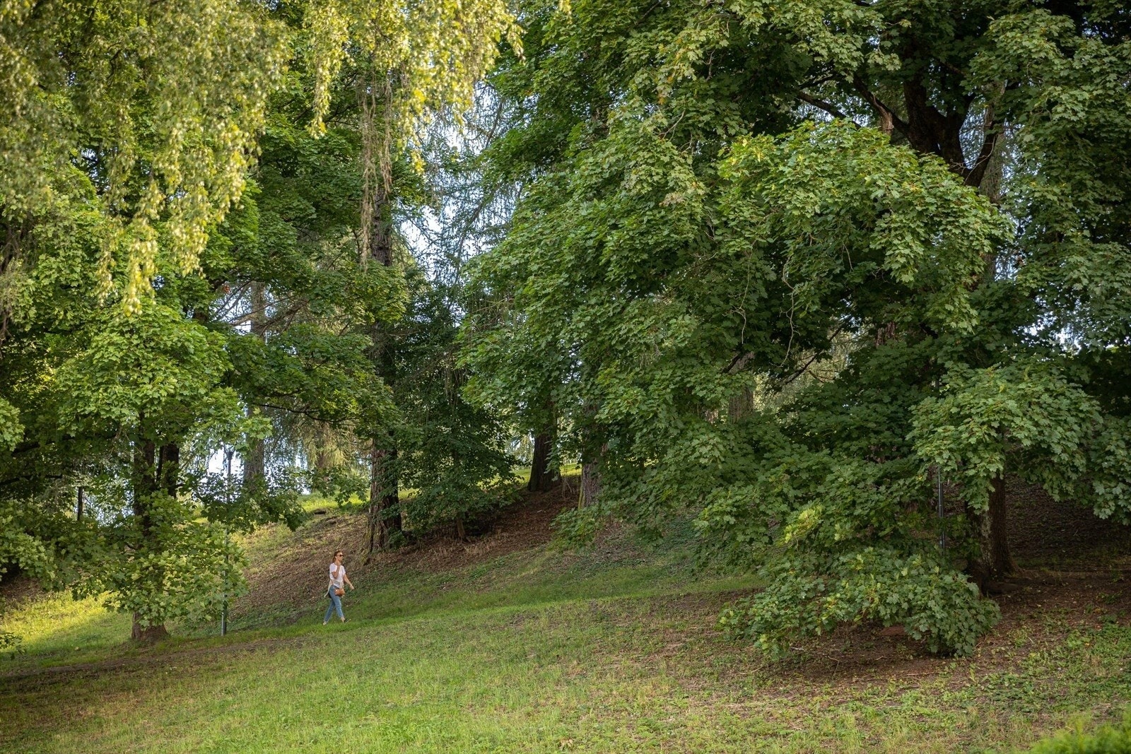 Enten du foretrekker å ta en avslappende spasertur, lese en bok under et skyggende tre eller ha en piknik med venner og familie, vil St. Hanshaugen sin vakre natur tilfredsstille dine behov. Galleribilde