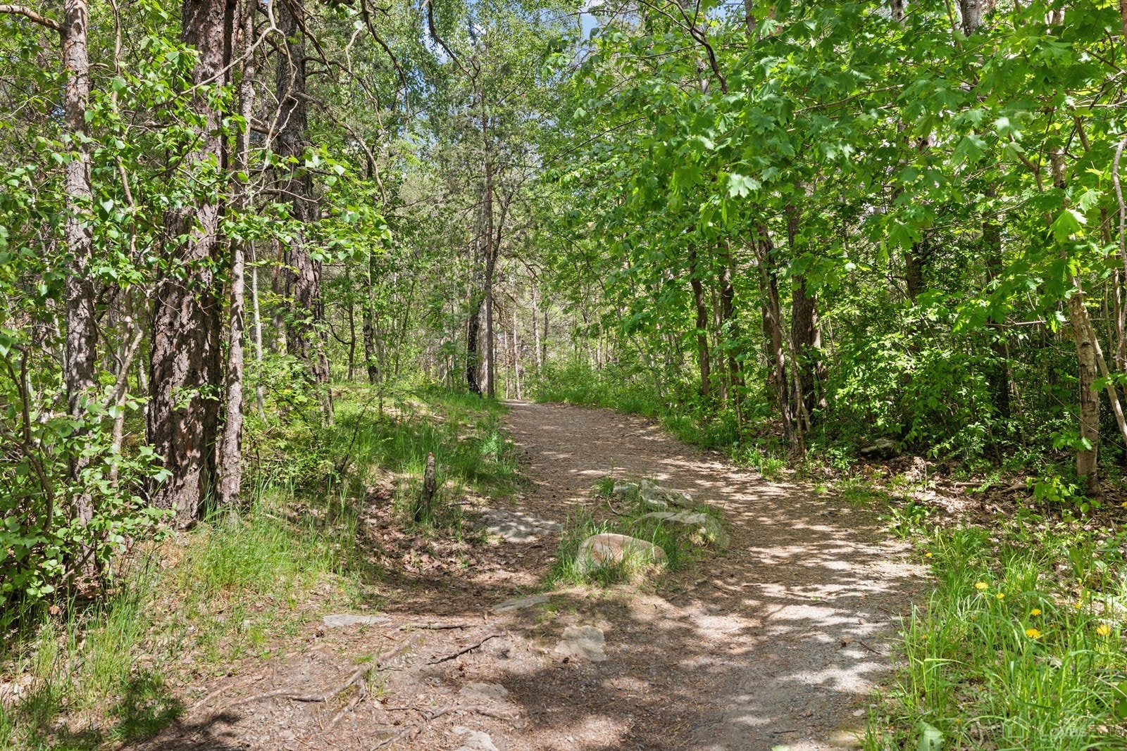 Brannfjellskogen, med stier på kryss og tvers, ligger rett på motsatt side av veien. Galleribilde