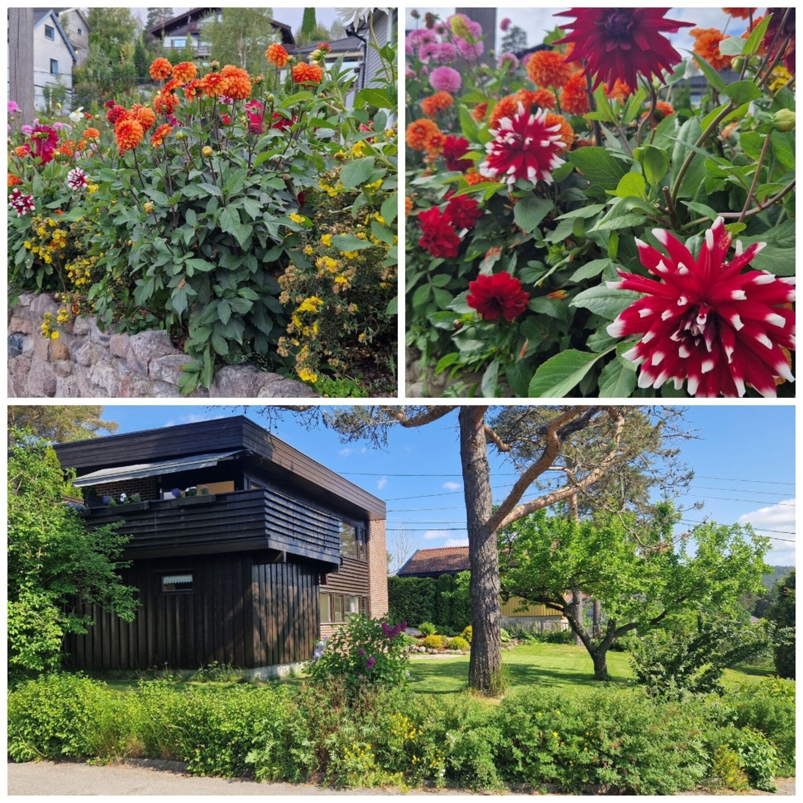 Selgers private bilder. Det har tradisjonelt blitt plantet mellom 70 og 100 georginer hver sesong, noe som gir en svært flott blomstring fra slutten av juli og langt utover høsten. Galleribilde