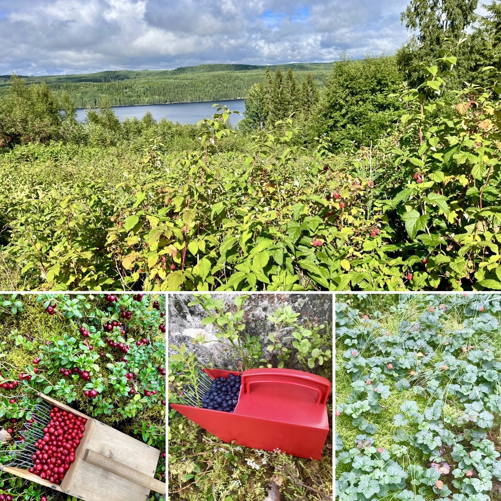 Ta turen ut til naturens eget spiskammers. Området byr på både blåbær, tyttebær, multer og bringebær. Galleribilde