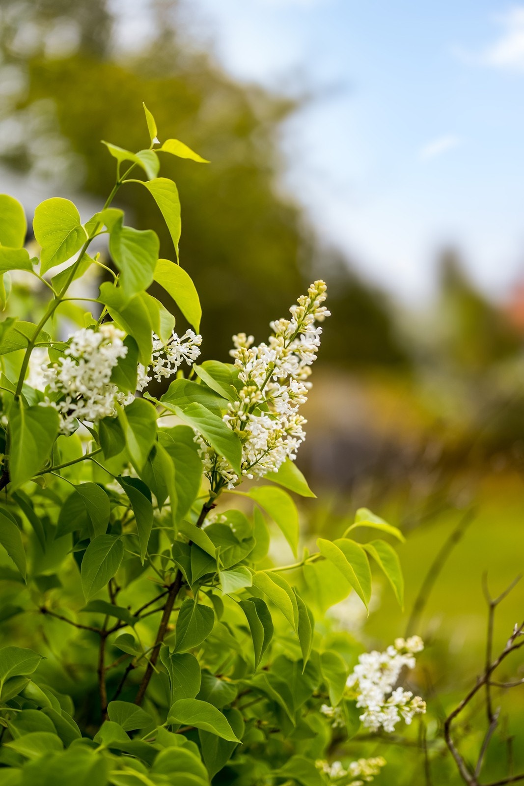 Etablert hage med syriner og variert beplantning. Galleribilde
