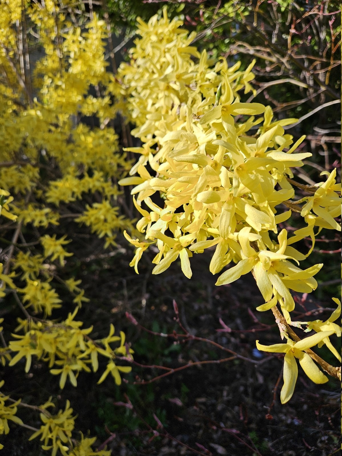 Vårblomstring i hagen. Galleribilde