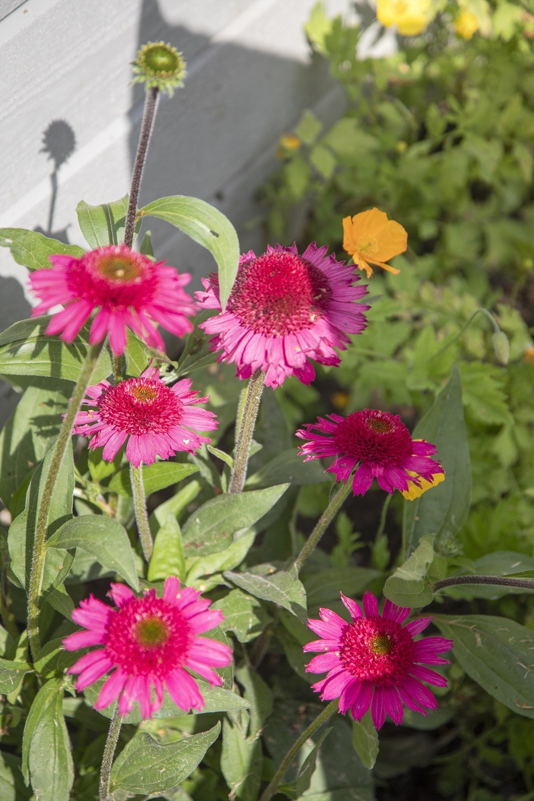 Vakre blomster pryder hagen gjennom sesongen. Galleribilde
