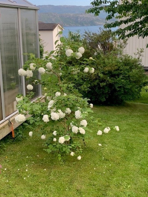 Ferdes du ofte i området har du nok lagt merke til denne eiendommen som har en særdeles flott og rikt beplantet hage. Galleribilde