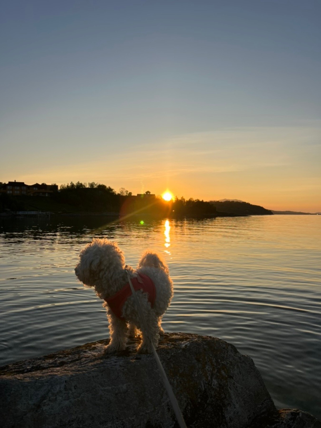 Selgers eget bilde Galleribilde