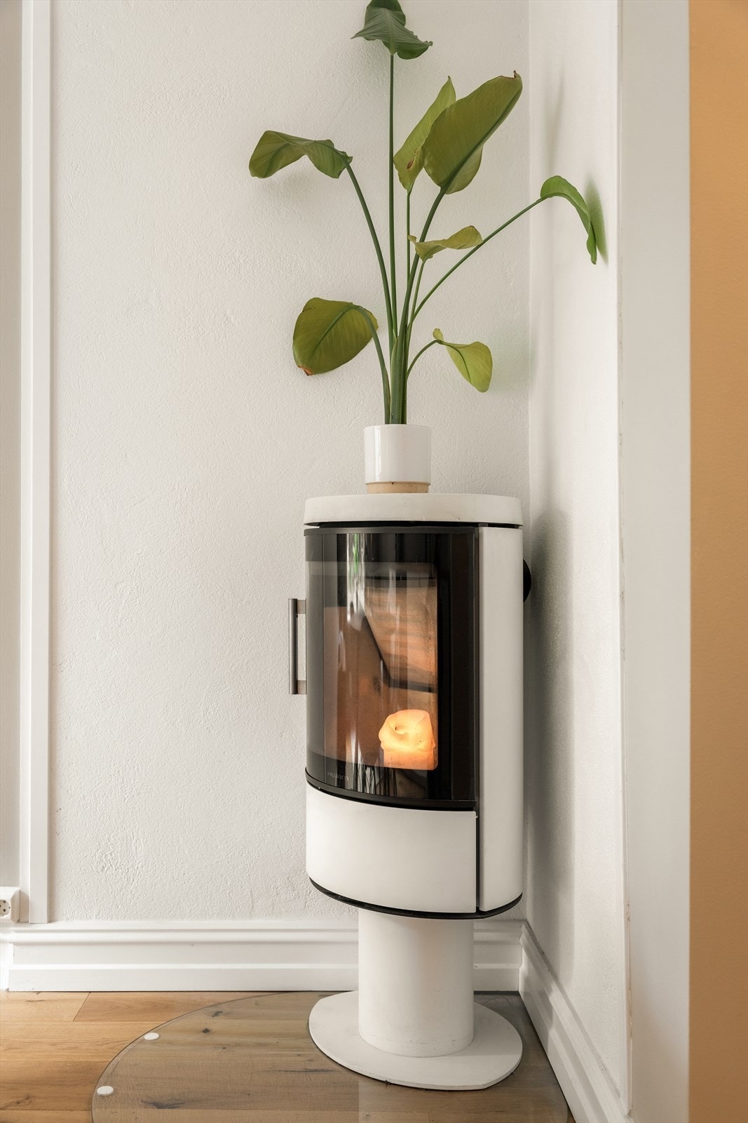 Peis til kalde vinterdager innendørs (men husk å flytte planten før du fyrer!). Galleribilde