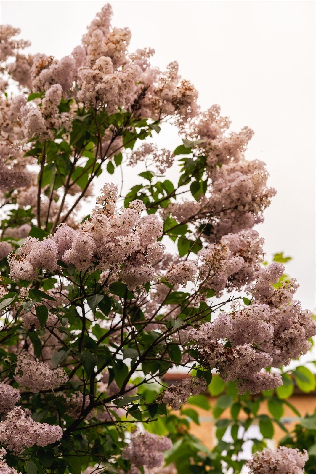 Flotte syriner blomstrer på vårparten i borettslaget. Galleribilde