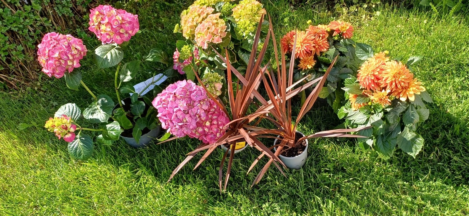 Fargerik flora i hagen. Galleribilde