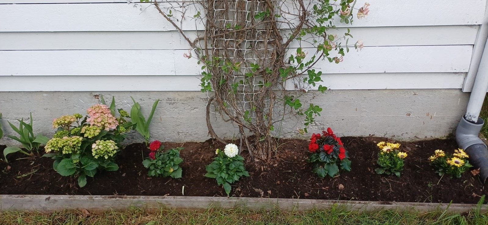 Detaljer fra hagens beplantning. Galleribilde