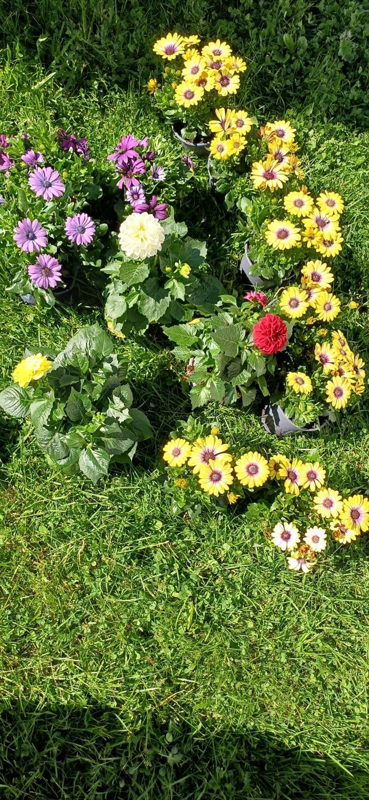 Sommerblomster i full blomst. Galleribilde