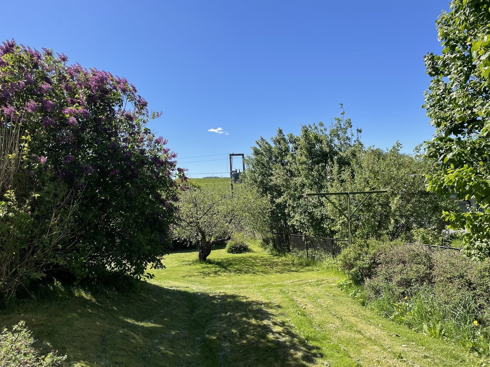 egen hagedel Galleribilde