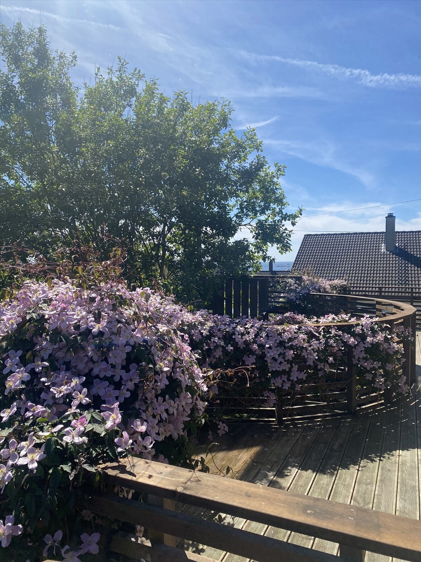Privat bilde. Flott beplanting på terrassen. Galleribilde