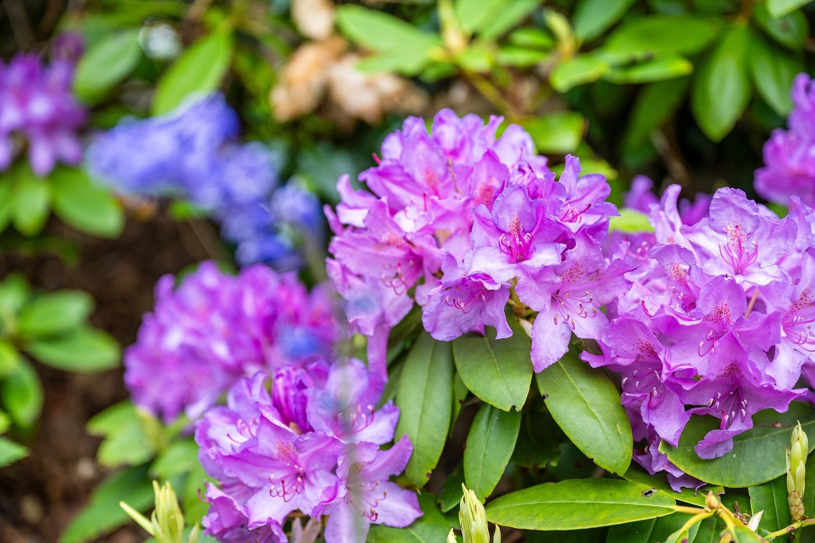 Rhododendron og annen beplantning skaper en fargerik og privat ramme rundt uteplassen. Galleribilde