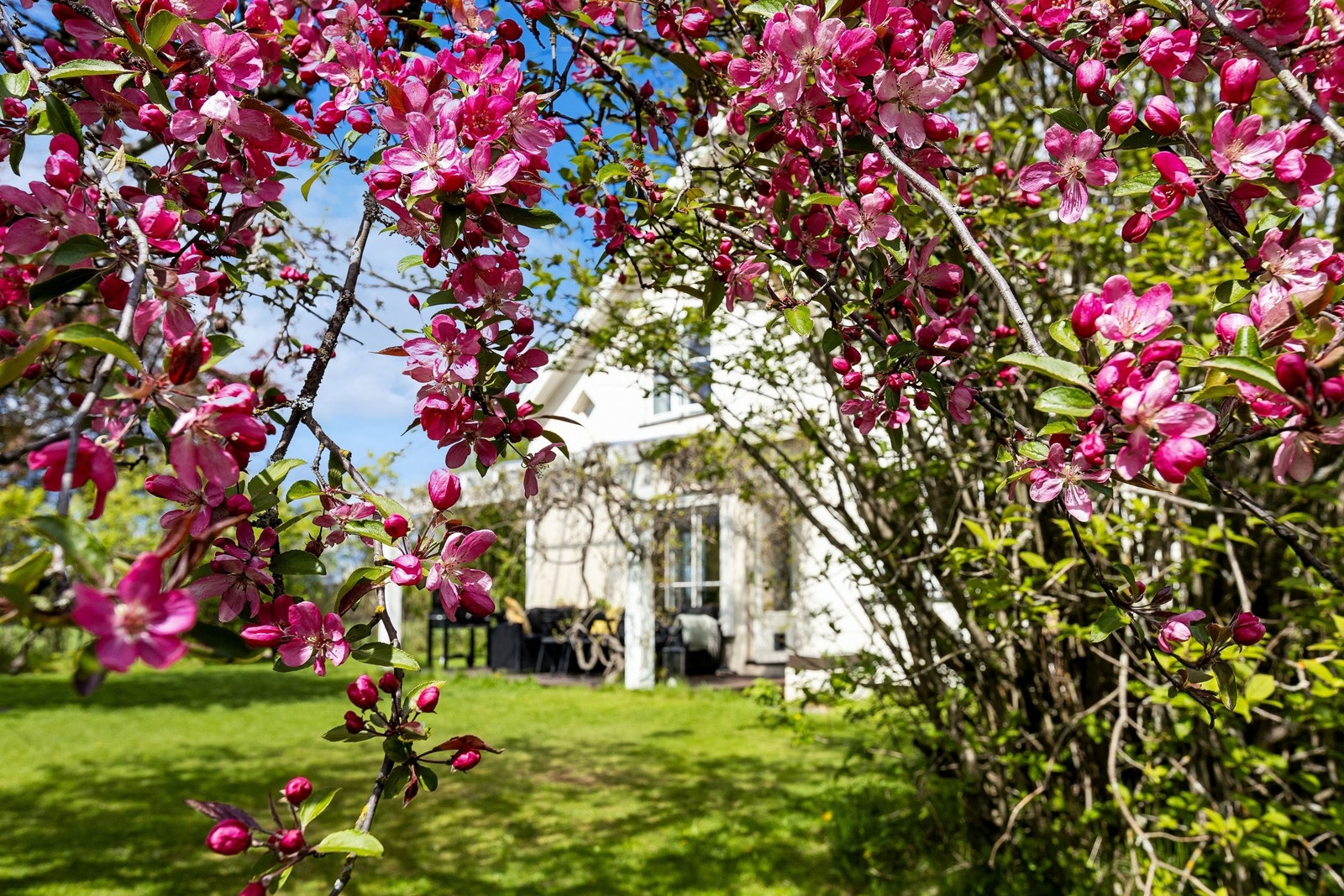 Kirsebærtrærne blomstrer i mai. Galleribilde