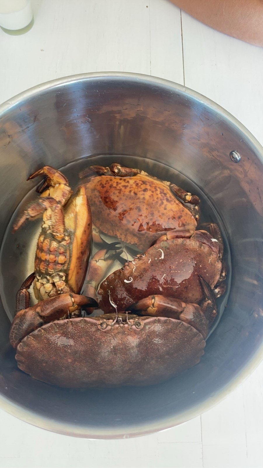 Krabber. Selgers arkiv ( tatt rett ved brygga) Galleribilde