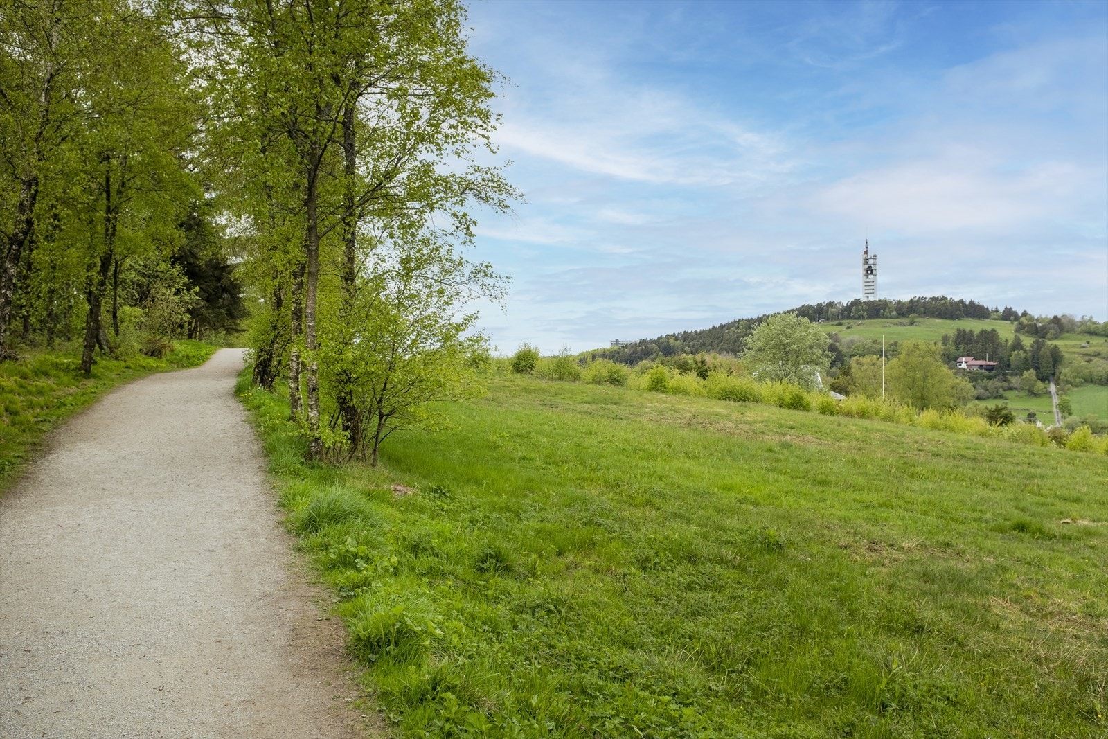 Nærområdet - Sørmarka med skog og kjekke turstier like ved Galleribilde