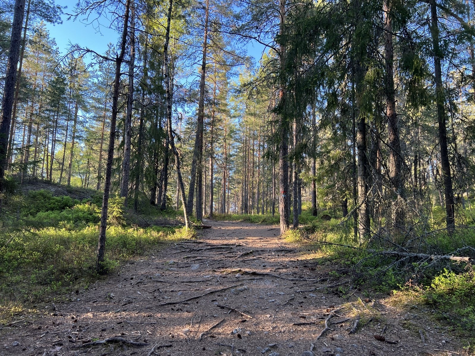 Kort vei til Nesoddmarka med et hav av turmuligheter. Galleribilde