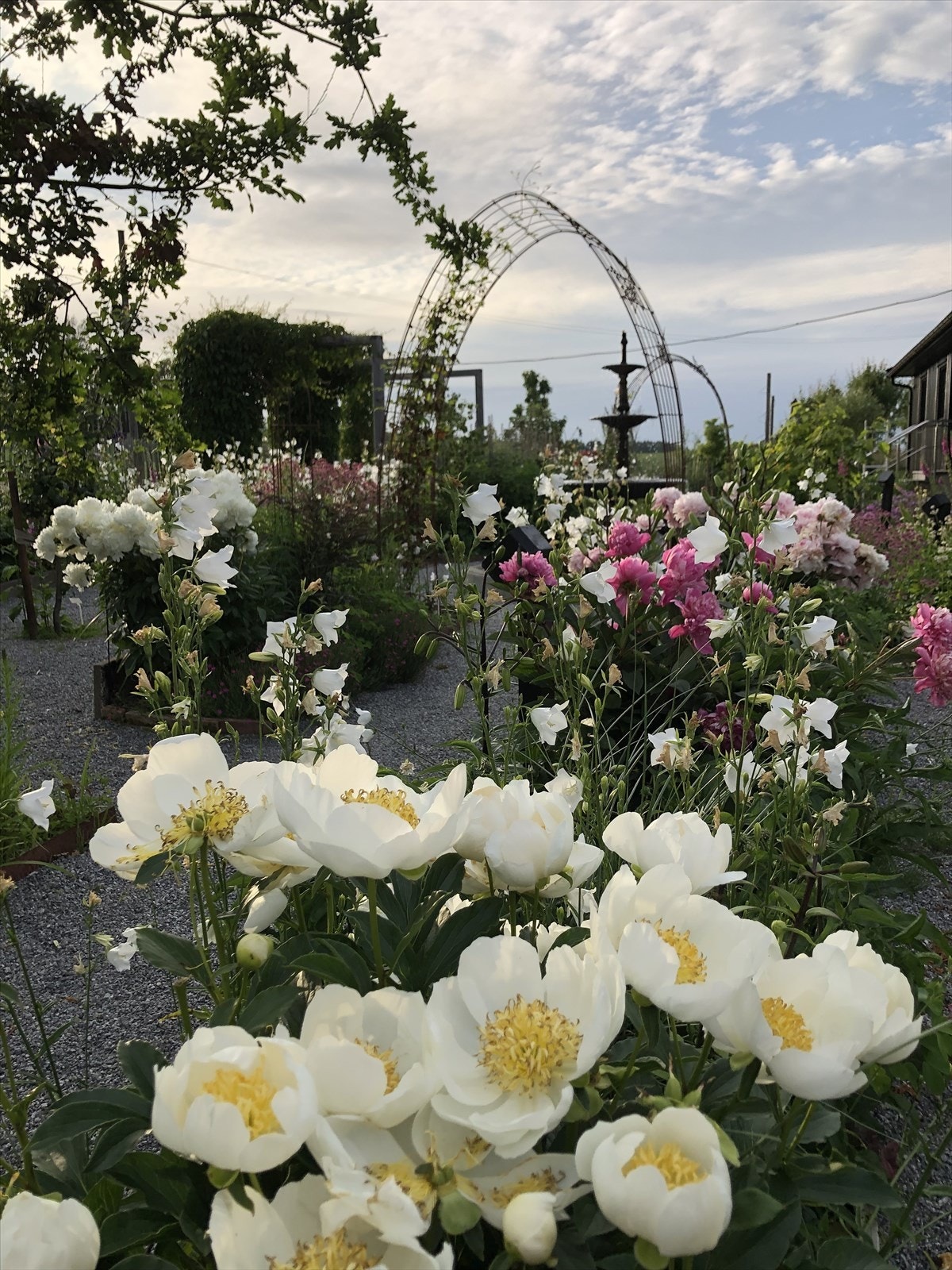 Peonblomstring i juni. (Selgers bilde) Galleribilde