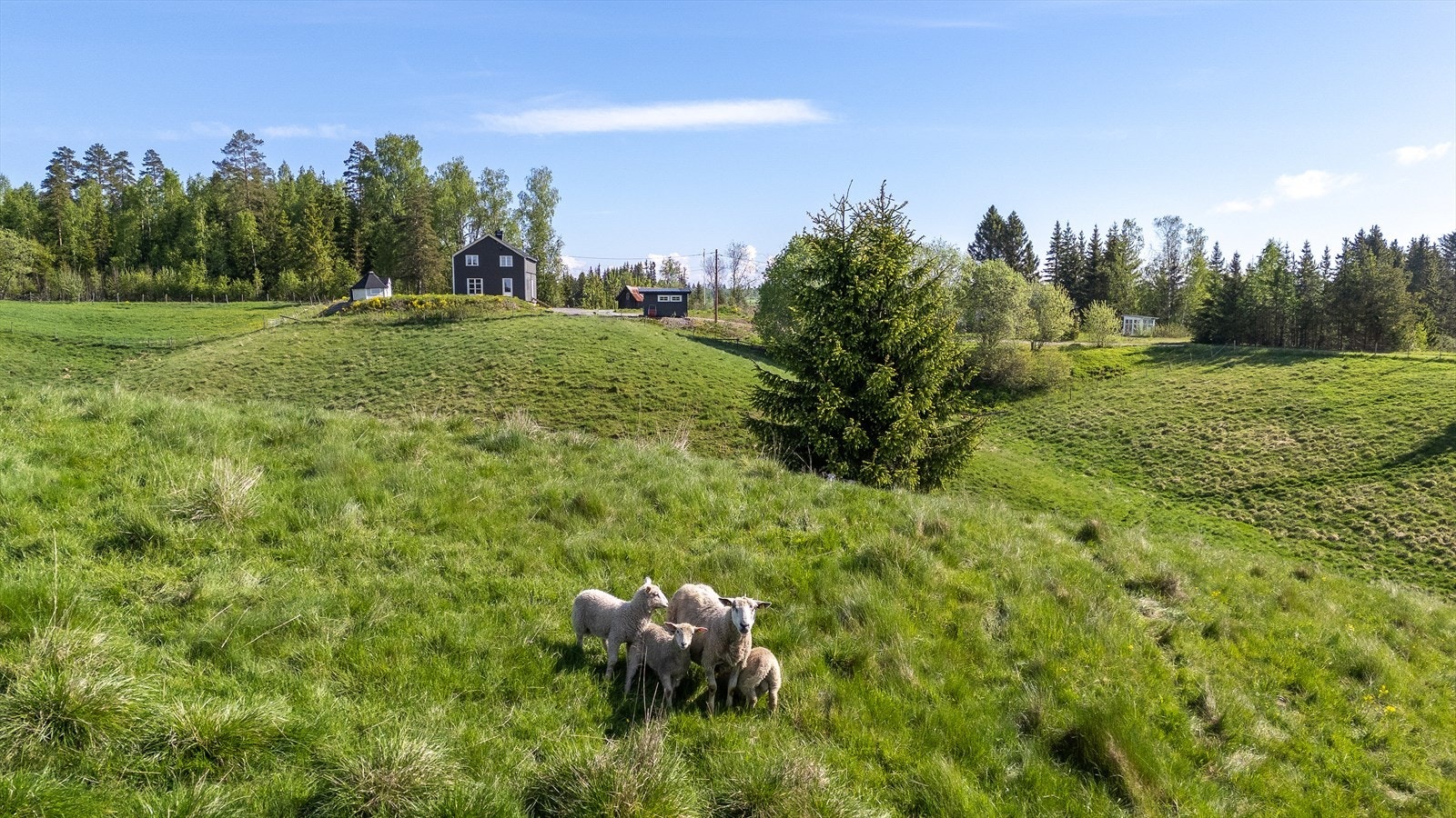 Nærområdet byr på ekte gårdsidyll. Galleribilde