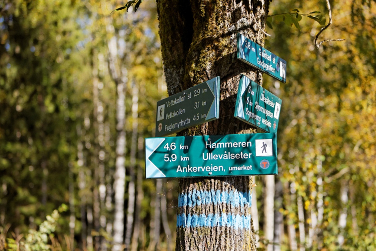 Nabolaget grenser til Nordmarka og gir deg direkte tilgang til tur- og rekreasjonsmuligheter året rundt Galleribilde