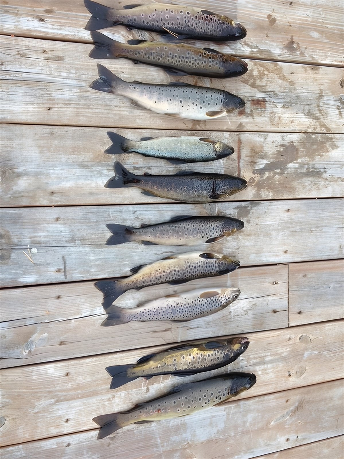 Utmarkslaget låner ut båter og fiskerett i flere vann for en liten sum. Galleribilde