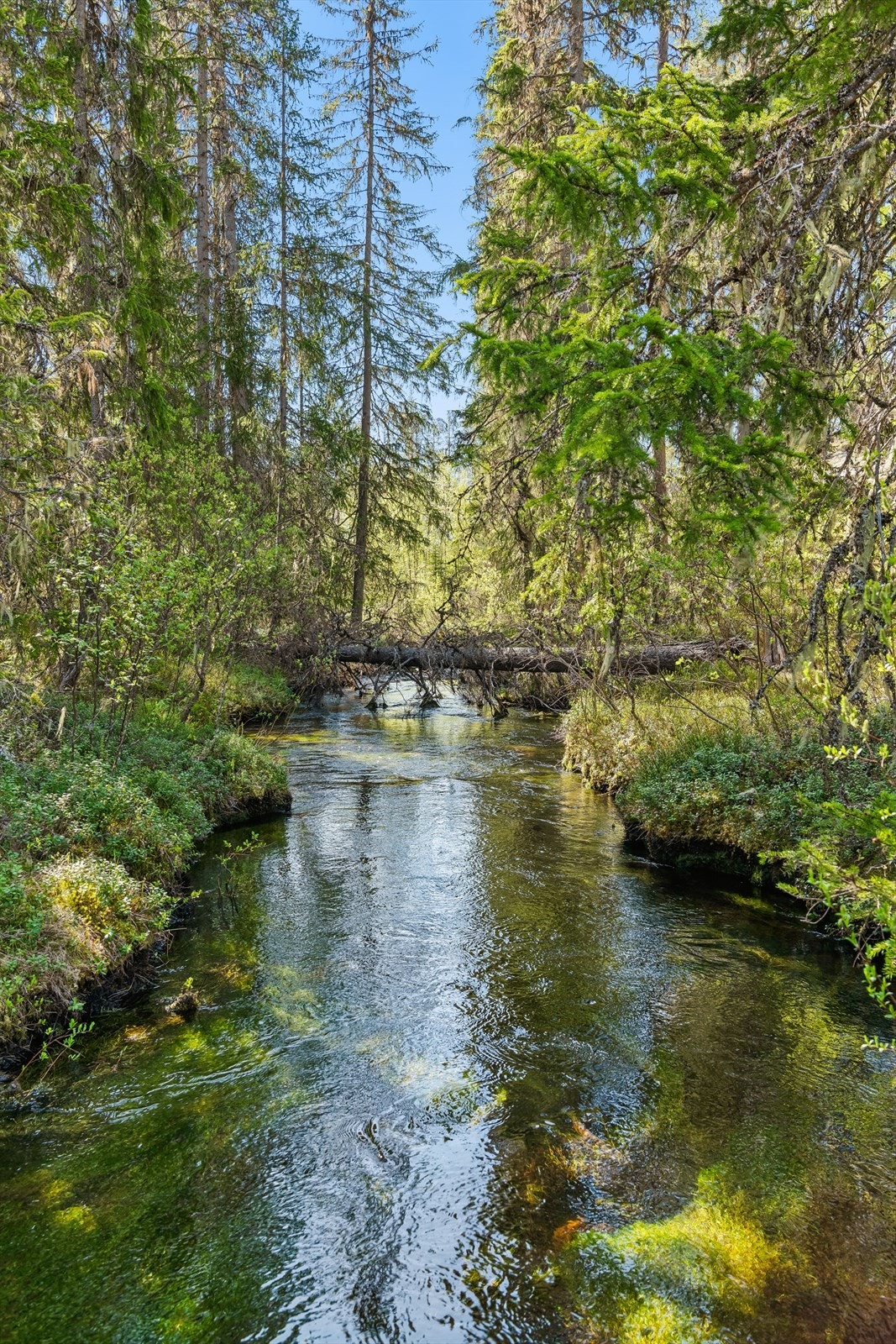 Elvene Ljøra og Trysilelva i nærområdet er kjent for godt fiske etter ørret og harr. Galleribilde