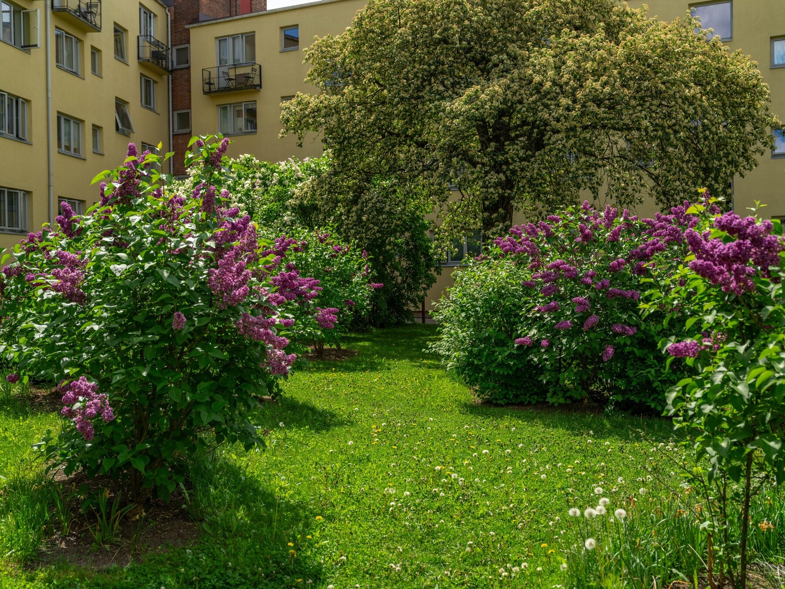 I mai blomstrer bakgården til liv, og herlig lukt av syriner fyller gårdsrommet. Galleribilde