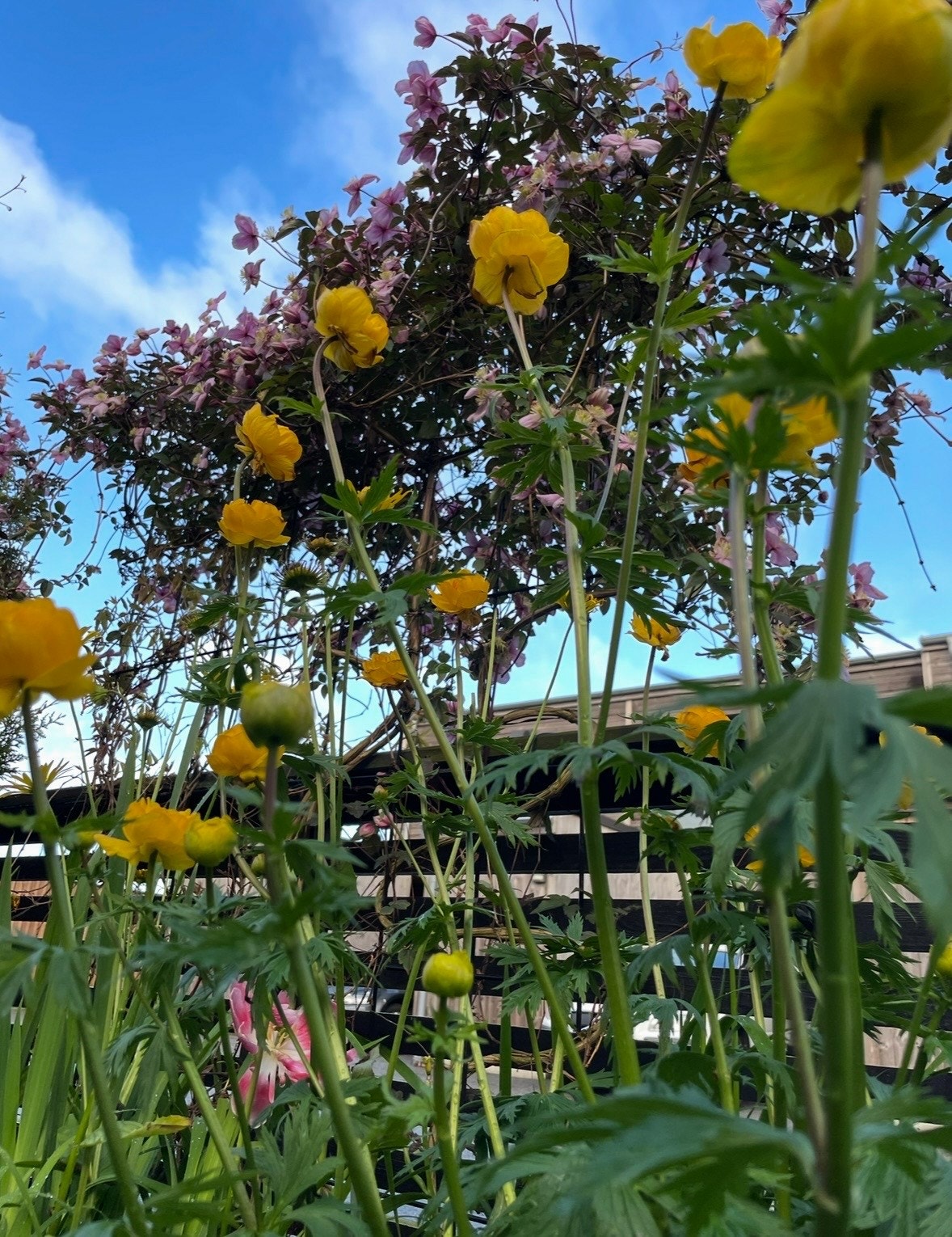 Nærbilde av hagens flora. Galleribilde